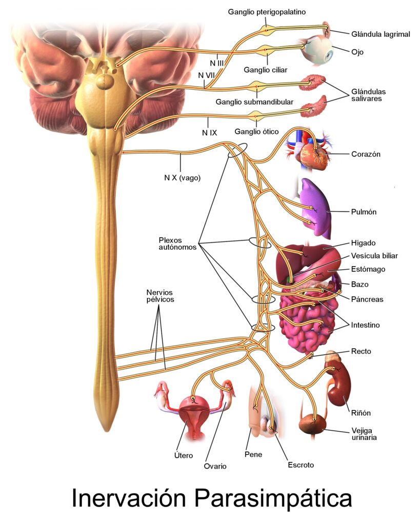 Como limpar o intestino de bactérias ruins?