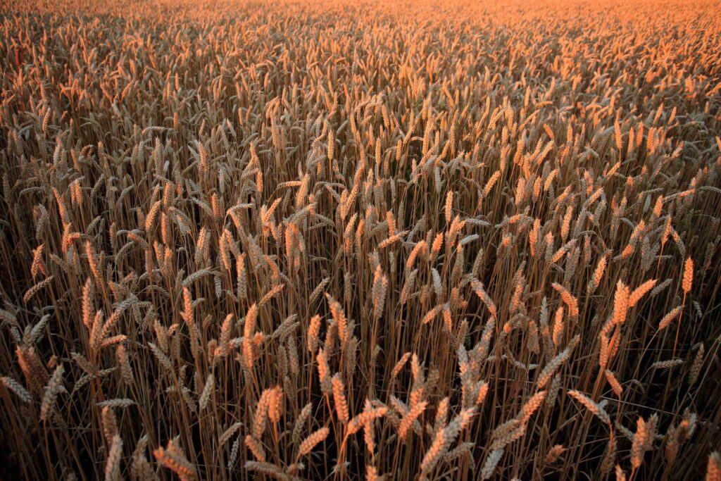 Sistema WMS para distribuição agrícola